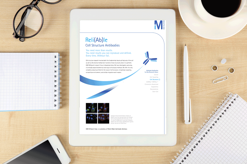 Reli(Ab)le-–-Cell-Structure-Antibodies