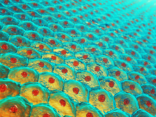 Research identifies trigger responsible for regenerating hair and skin after trauma