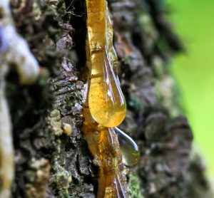 Resin from pine to treat seizure