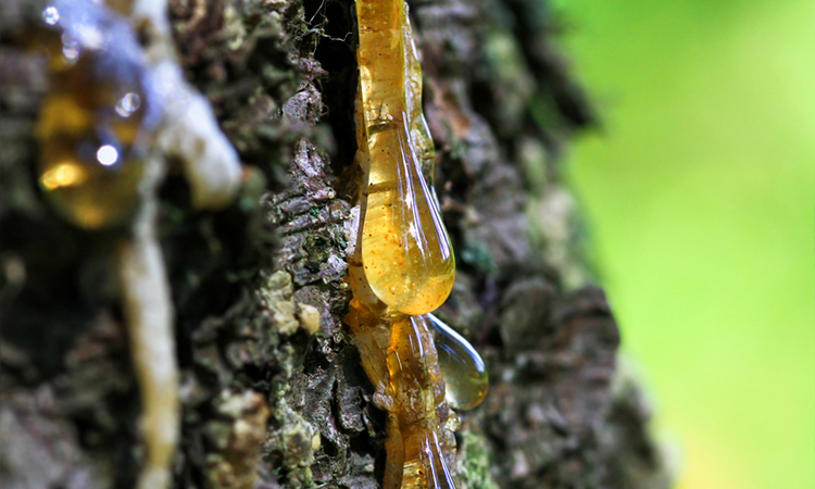 Resin from pine to treat seizure