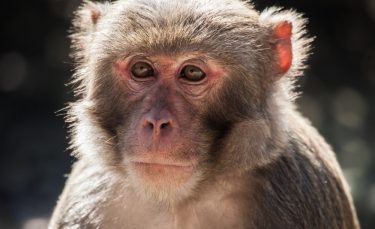 Close up of a rhesus macaques face