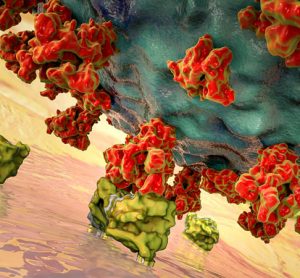 Coronavirus Spike protein