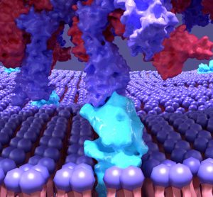 SARS-CoV-2 Spike protein