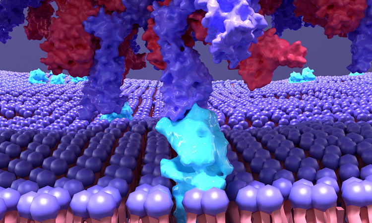 SARS-CoV-2 Spike protein