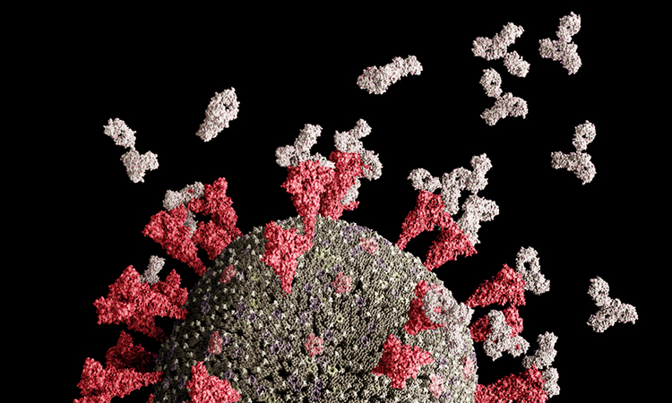 SARS-CoV-2 Spike proteins