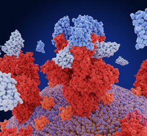 SARS-CoV-2 and nanobodies