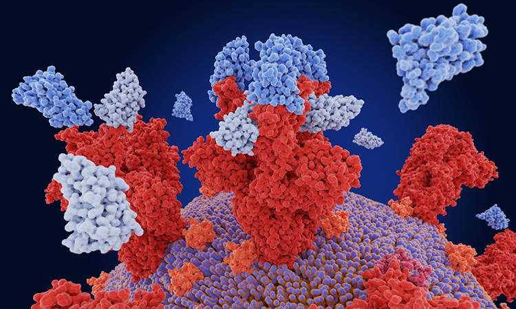 SARS-CoV-2 and nanobodies