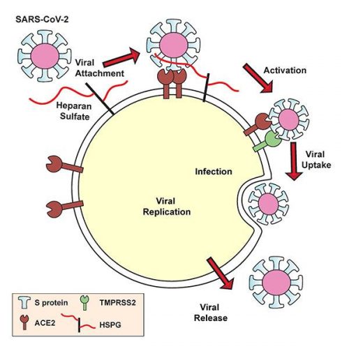 SARS-CoV-2 and ACE2 Graphic, University of California San Diego Health Sciences SARS-CoV-2's spike protein must bind both the ACE2 receptor and heparan sulfate to gain entry into human cells [Credit: UC San Diego Health Sciences].