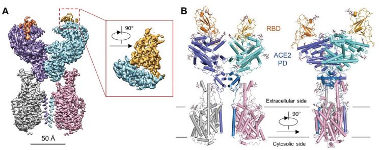 protein structure diagram of SARS-CoV binding domain interacting with ACE2-B0AT1 complex