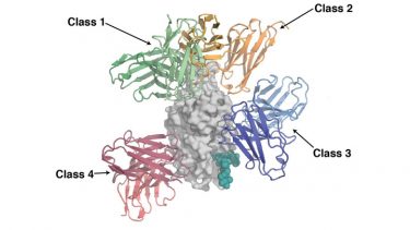 Illustration showing the binding regions for the four classes of SARS-CoV-2 neutralizing antibodies. They bind to a part of the virus’s spike protein called the receptor binding domain (grey) [Credit: Christopher Barnes, California Institute of Technology, Pasadena].