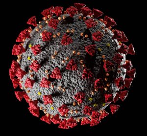 Organoids used to study SARS-CoV-2