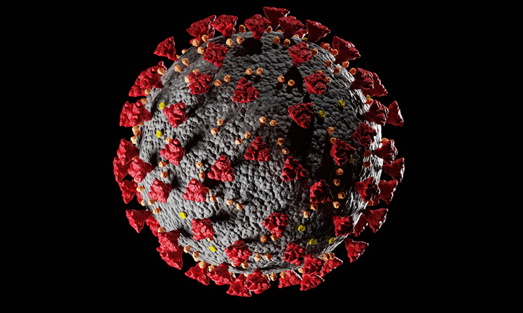 Organoids used to study SARS-CoV-2