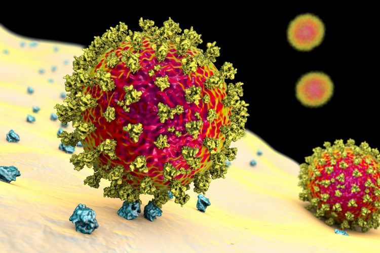 SARS-CoV-2 particle in red with yellow surface proteins binding to a blue cell surface resceptor