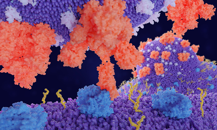 SARS-CoV-2 fusion peptide