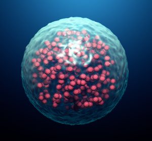 Cell infected with red coronavirus particles