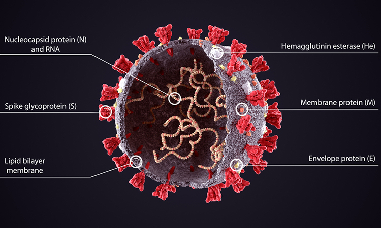 SARS-CoV-2 proteins