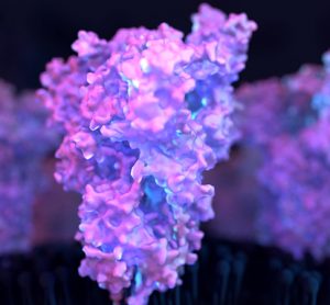 SARS-CoV-2 Spike protein