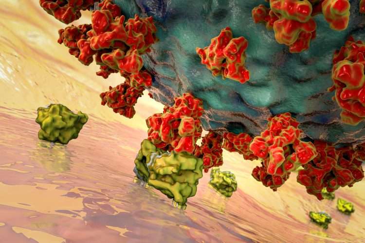 Close up graphic of SARS-CoV-2 particle in grey, with red spike proteins, binding to a yellow cell surface ACE2 receptor