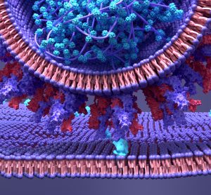 SARS-CoV-2 spike protein bound to an ACE2 receptor on the cell surface