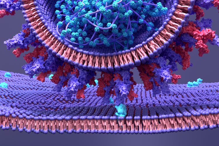 SARS-CoV-2 spike protein bound to an ACE2 receptor on the cell surface