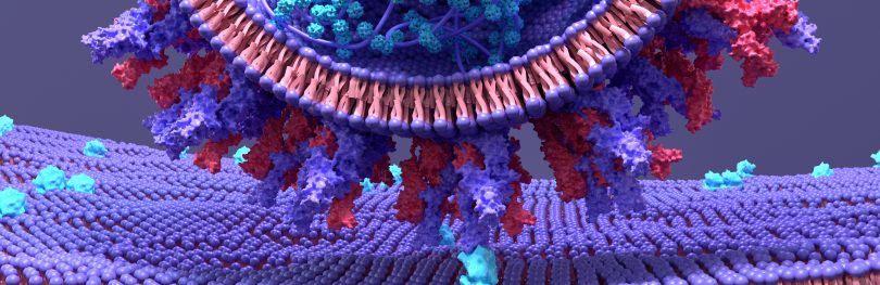 SARS-CoV-2 spike protein bound to an ACE2 receptor on the cell surface