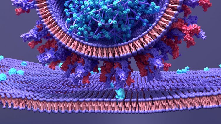 SARS-CoV-2 spike protein bound to an ACE2 receptor on the cell surface