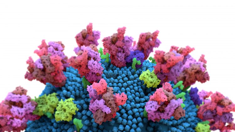 Close up view of SARS-CoV-2 particle with Spike proteins in pink and main viral envelope in blue