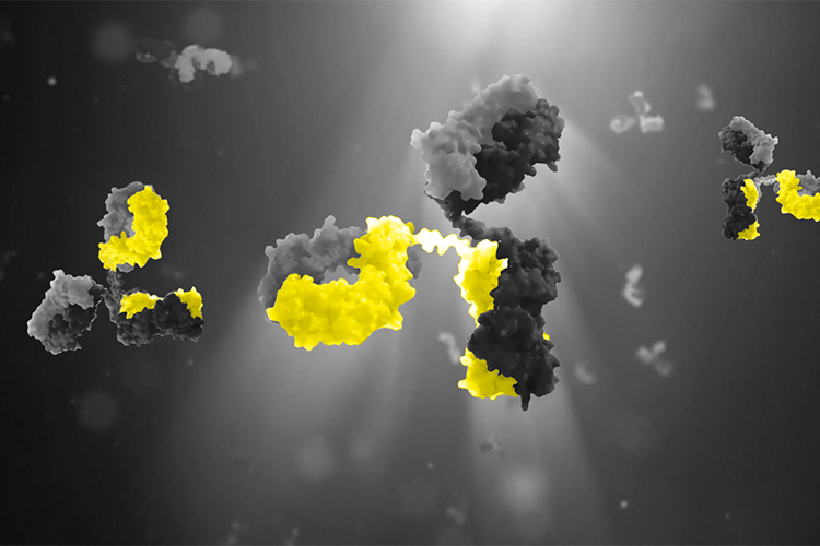 CHO targeted integration platform for accelerated antibody development