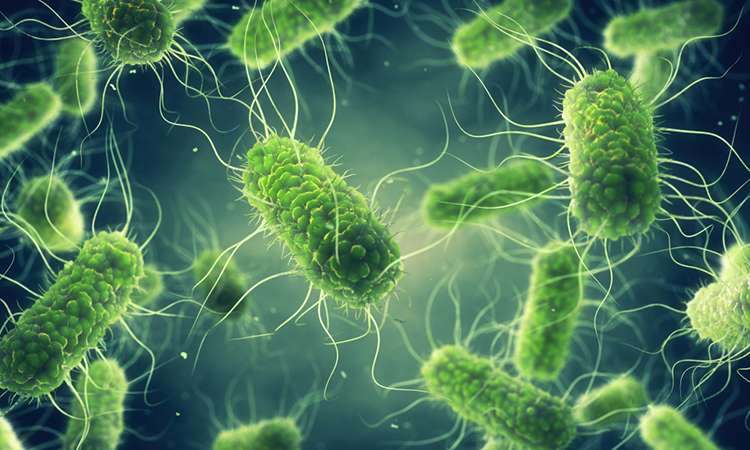 Salmonella antigens