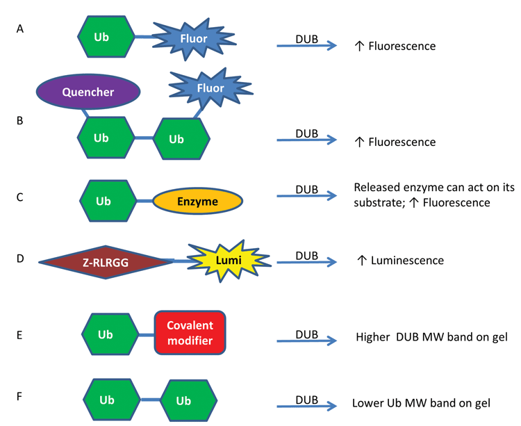 Figure 1. Representative assay formats used to study DUBs