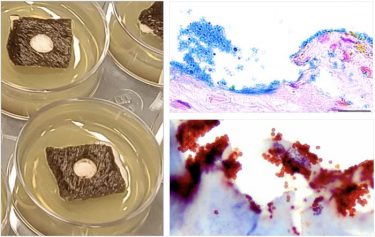 The equine ex vivo skin biofilm explant model 