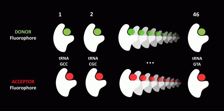 Figure 1: Proprietary fluorescent labelled tRNA library.