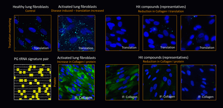 Figure 2: Example: Collagen translation inhibitors for lung fibrosis.