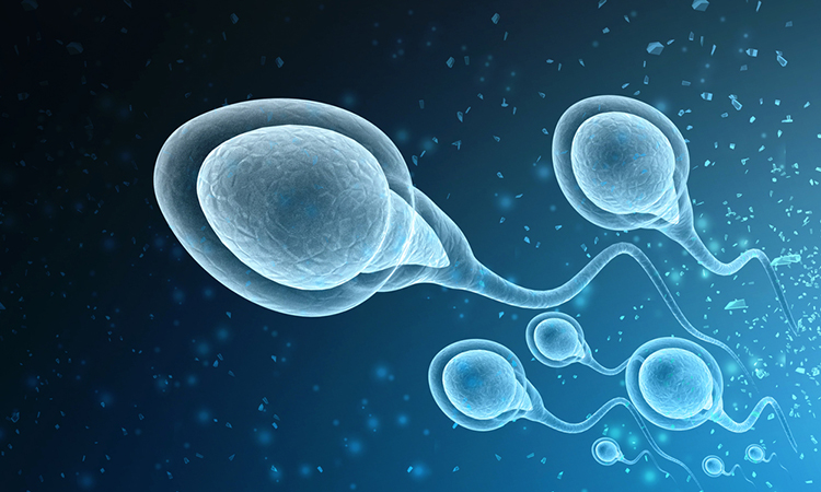 Sperm and male contraceptive