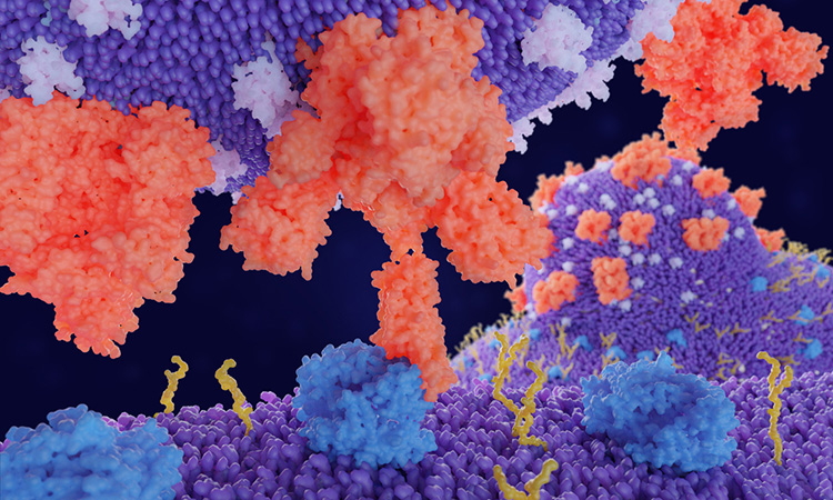 Spike protein of SARS-CoV-2