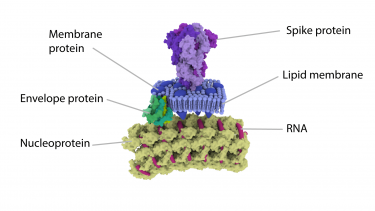 Close up section of the SARS-CoV-2 Spike protein