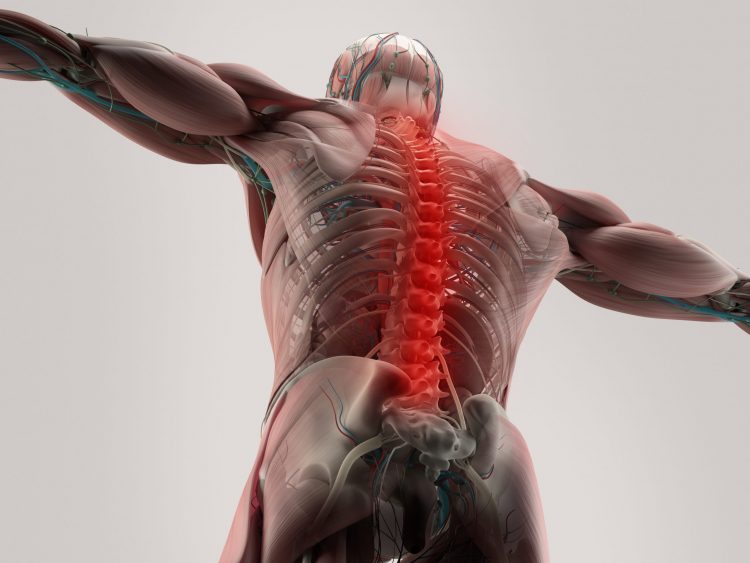 anatomy of the back of a person witht he spine highlighted in glowing red - idea of spinal injury