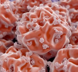 Stem cells