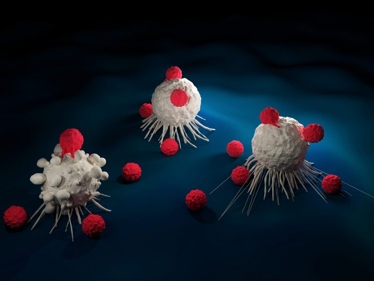Red blobs (indicating T cells) surrounding and touching larger white blobs (acting as cancer cells) - idea of T cell therapy for cancer