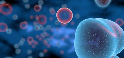 T cells