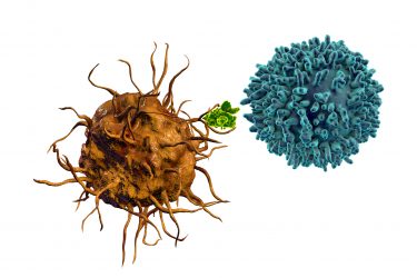 Dendritic cells (orange) present antigens (green) to T cells (blue) both to prime them for immediate action and to create memory T cells that circulate and provide longer term protection against the same target.