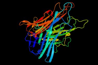 Chemical structure of tumour necrosis factor (TNF)