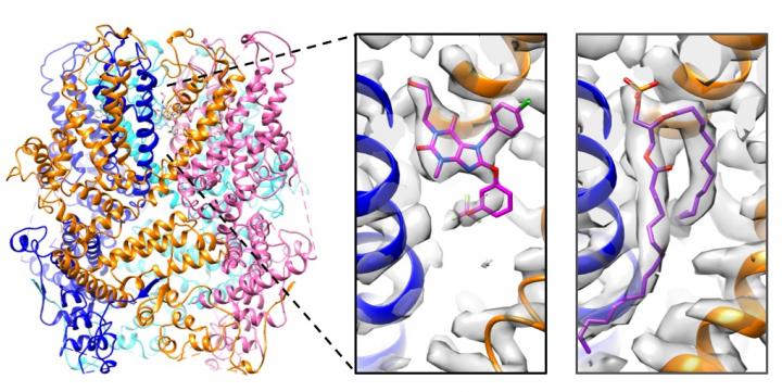 The structure of the tetrameric structure of a TRPC5 channel in complex with Pico145 (left). Each TRPC5 monomer is displayed in a different colour. The structure revealed that the drug-like small molecule Pico145 can bind to each of four pockets between subunits (middle). When the structure of TRPC5 was determined in the absence of Pico145, this pocket was occupied by a phospholipid (right) [Credit: Bon et al.].