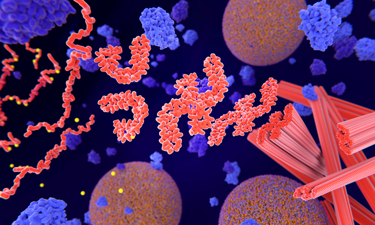 Tau protein Alzheimer's