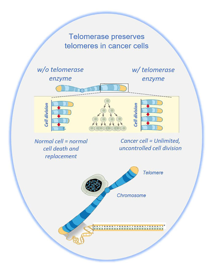 Telomerase graphic