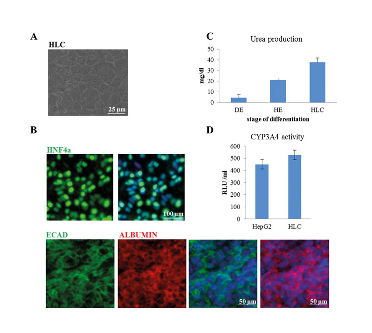 Figure 2: Characterisation of HLCs. Human iPSCs were differentiated into HLCs. (A) Morphology of HLCs was documented using light microscopy (Scale bar: 25µm). (B) HLCs express the hepatocyte-specific transcription factor HNF4α (Scale bar: 100µm) as well as ALBUMIN and E-CADHERIN (Scale bar: 50µm). (C) HLCs produce and secrete urea (DE-definitive endoderm, HE-hepatic endoderm, HLC-hepatocyte-like cells). (D) HLCs have cytochrome P450 enzyme CYP3A4 activity