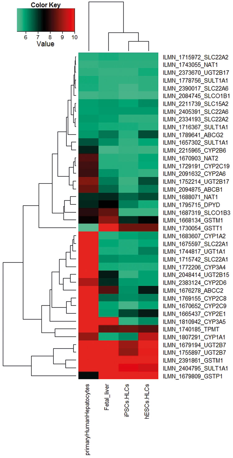 Figure 3: A heatmap-based representation of co-regulated expression of the core ADME genes (http://pharmaadme.org/joomla/index.php?option=com_content&task=view&id=14&Itemid=29) in adult human liver biopsy-derived primary hepatocytes, foetal liver, HLCs derived from foetal foreskin iPSCs (iPSCs.HLCs) and the human embryonic stem cell: H 1(hESCs.HLCs)10. The expression levels of these genes are higher in the adult primary hepatocytes