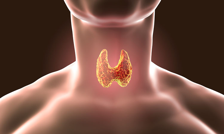 Thyroid gland