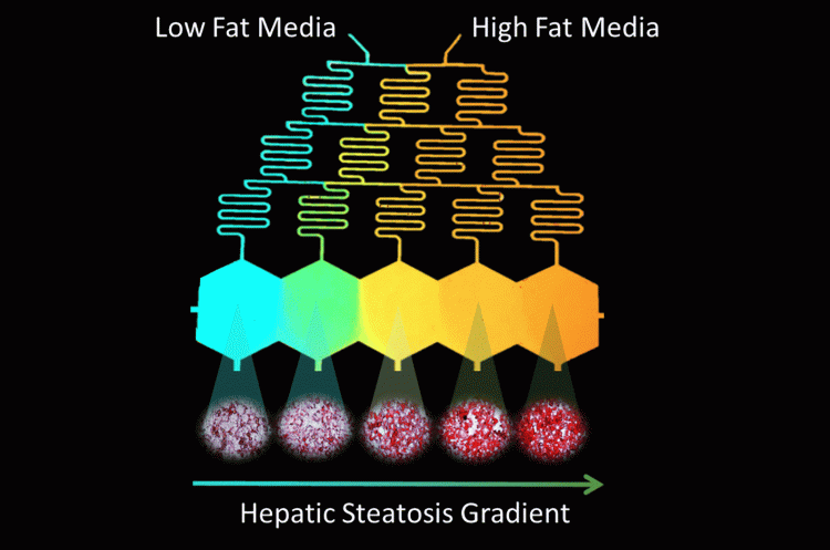 Figure 2: Design of Microfluidic-Pattern-on-a-Chip (MPOC) device creating a gradient from low fat (blue) to high fat (orange) media across hexagonal cell culture chambers. This creates a progressive accumulation of lipids in the cultured hepatocytes, visualised via Oil-Red-O Staining.