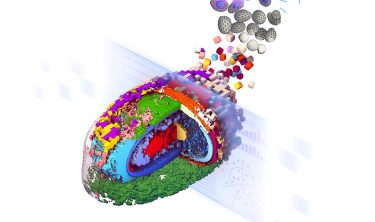 Stylized representation of an integrated average morphed cell showing the location of 17 select cellular structures (Credit: Thao Do, Allen Institute for Cell Science)